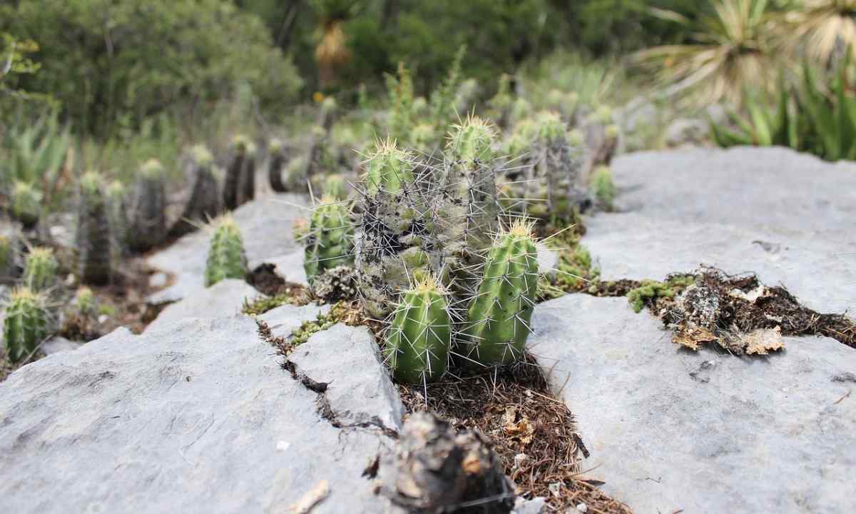 How to water cacti in the winter