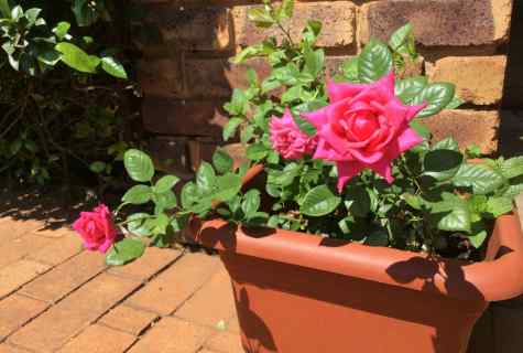 How to keep roses in pot
