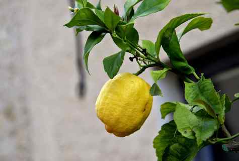 How to grow up lemon tree