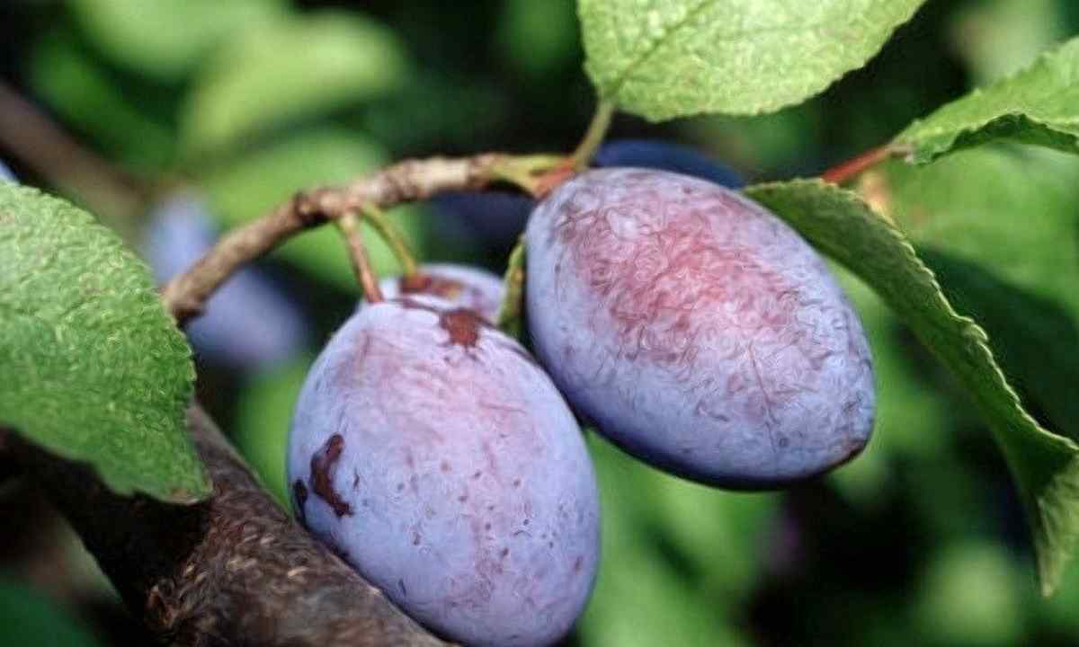 Wreckers and diseases of plum