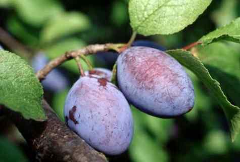 Wreckers and diseases of plum