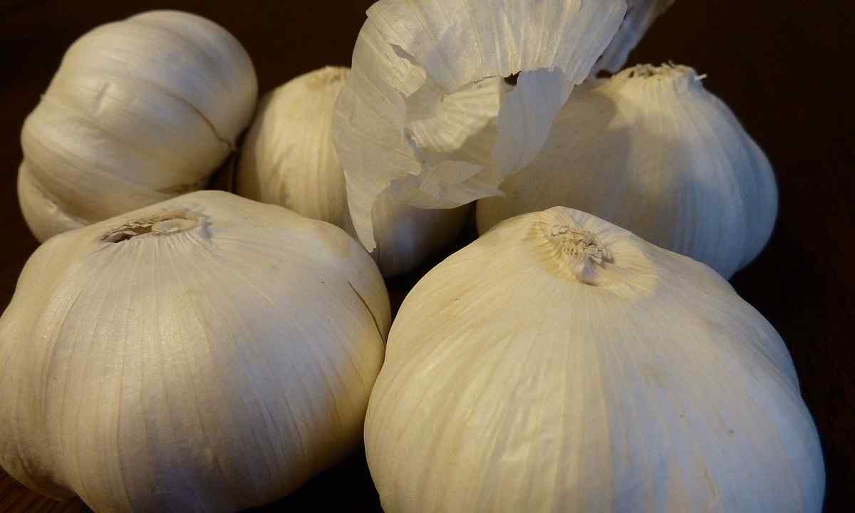 Rokambol wonderful garlic