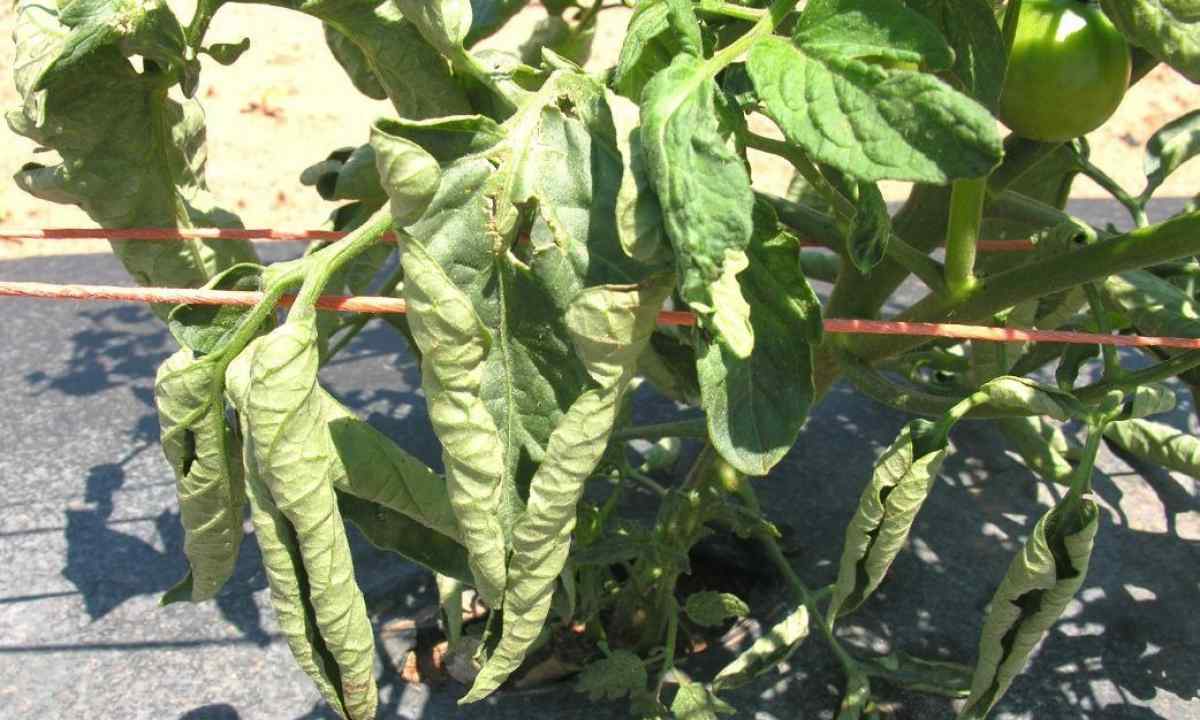 Why the lower leaves at tomatoes turn yellow