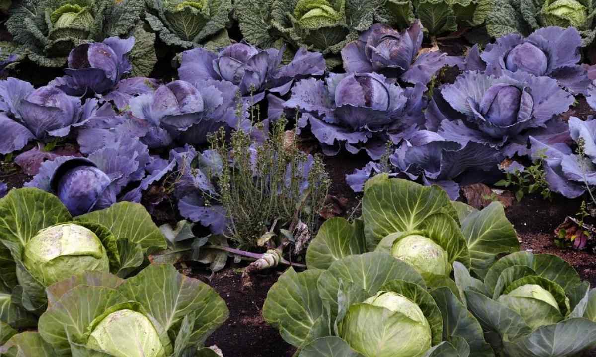 How to grow up Romanesko's cabbage at the dacha