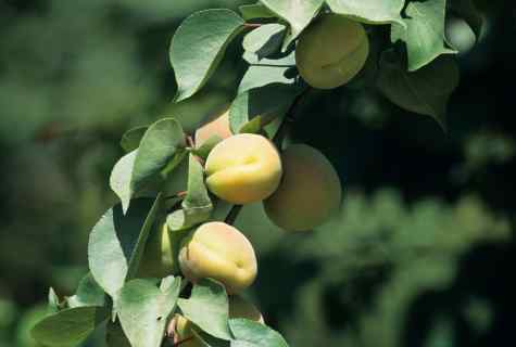 How to grow up apricot