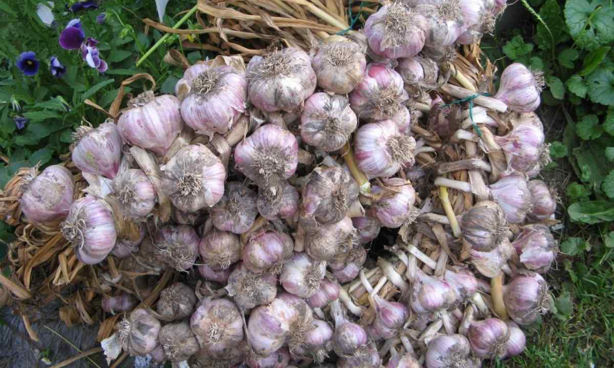 Rules of landing of garlic towards the winter