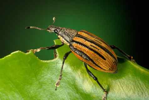How to struggle with weevil on kitchen garden