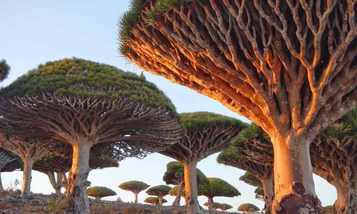 How to multiply dragon tree