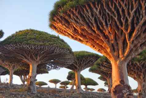How to multiply dragon tree
