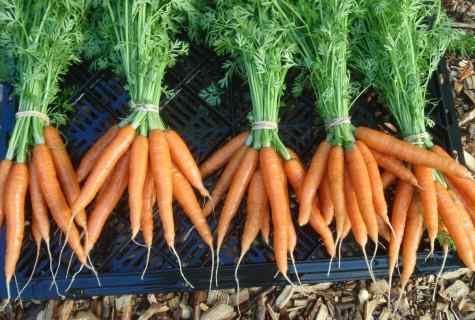 How to achieve rich harvest of carrots