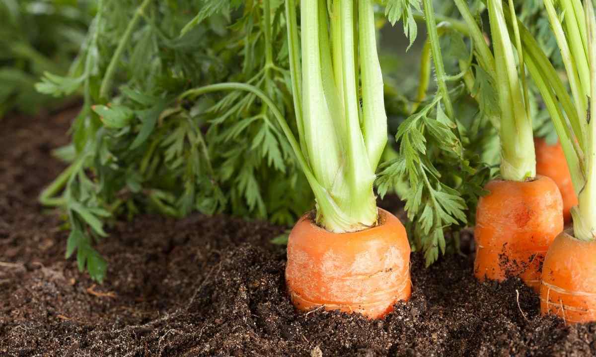 How to grow up carrot