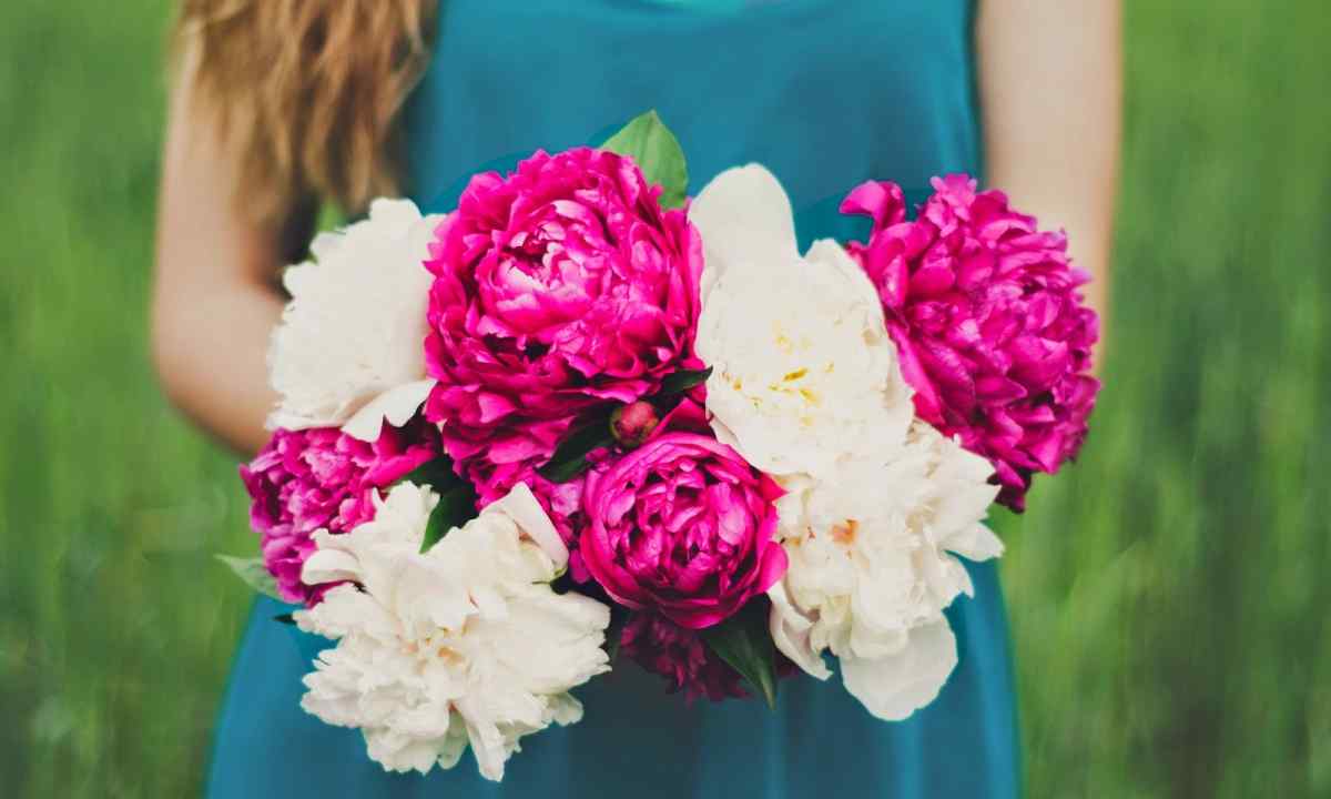 How to replace peonies