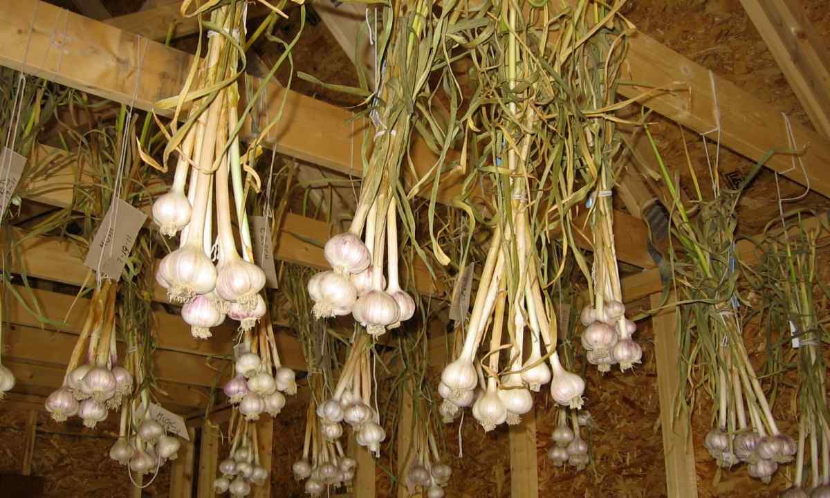 How to store garlic in house conditions