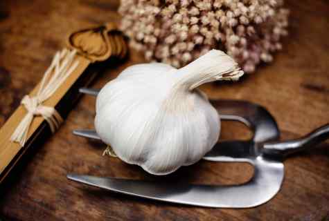 How to store house garlic