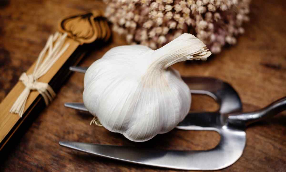 How to keep garlic till spring