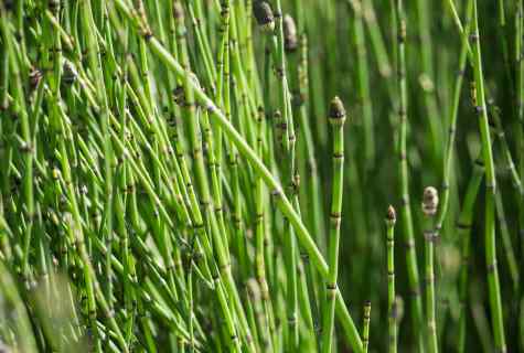 How to destroy horsetail