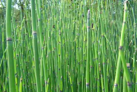How to make and use infusion of horsetail field in garden