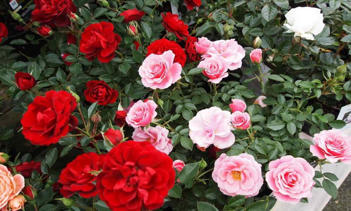 How to plant rose from bouquet
