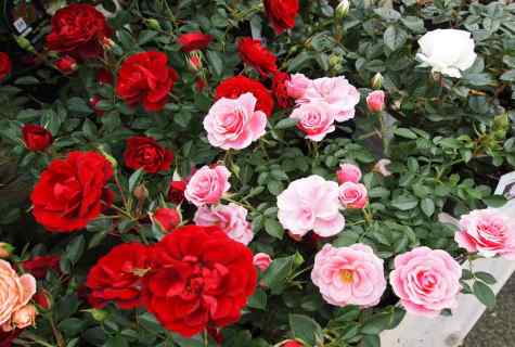 How to plant rose from bouquet
