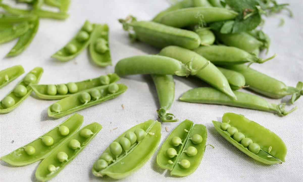 How to grow up peas