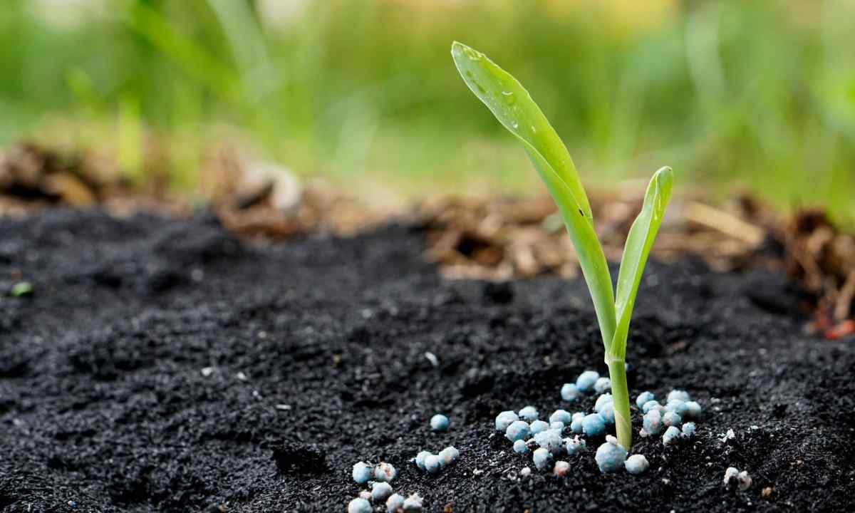 Fertilizing of plants phosphorus