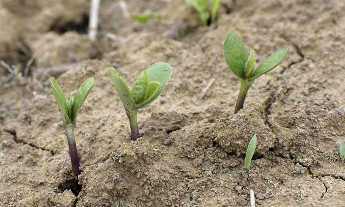 How to grow up cauliflower seedling