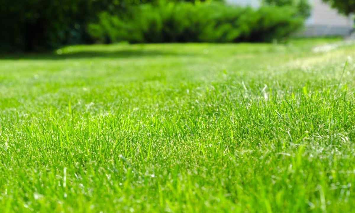 How independently to grow up ideal lawn