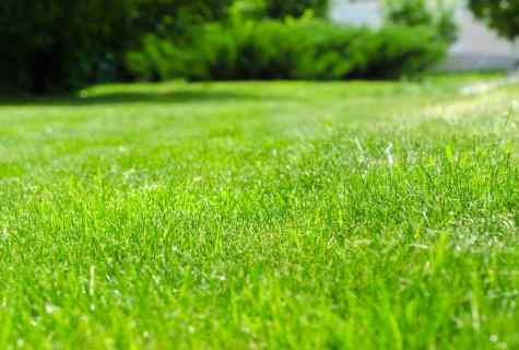 How independently to grow up ideal lawn