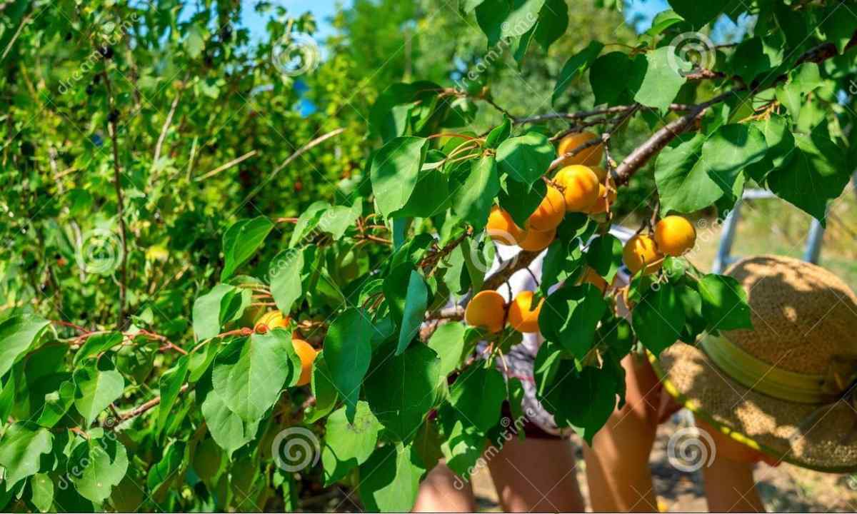 All about apricots: how to grow up tree