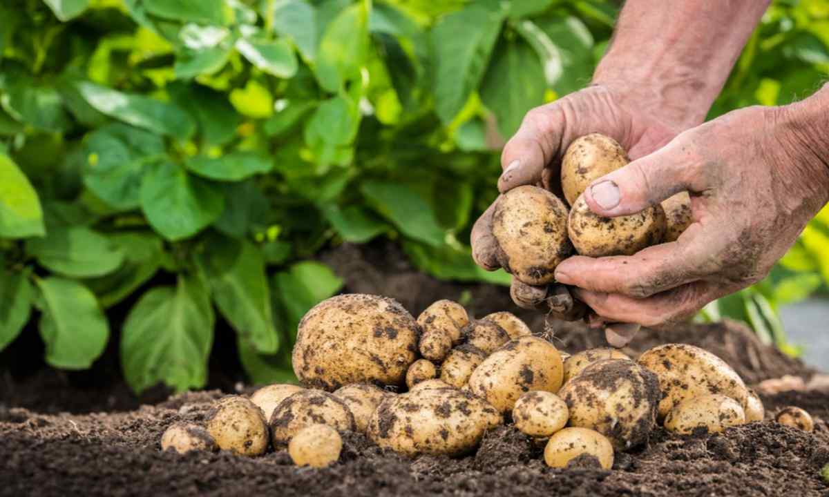 Fertilizing of potatoes in June-July