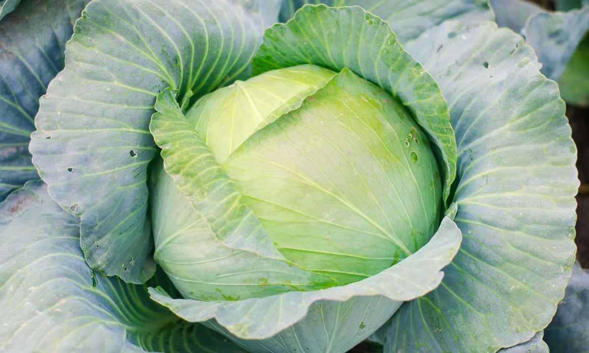 How to grow up cabbage