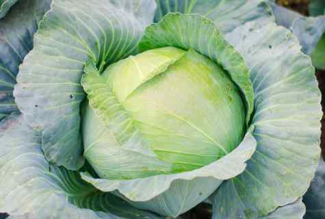 How to grow up cabbage