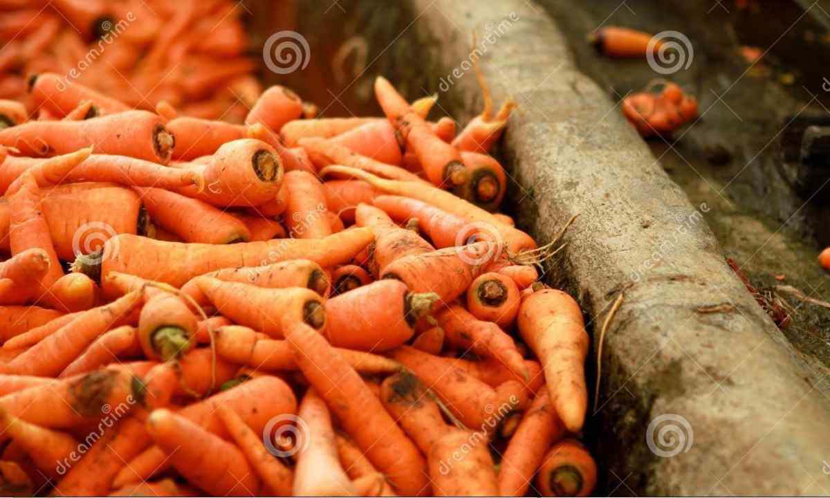Carrots harvest: we remove correctly