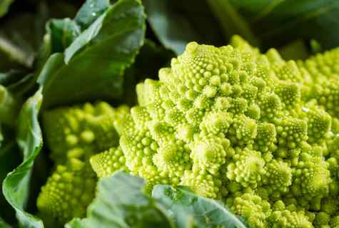 Broccoli, Bruxelles and cauliflower: cultivation and leaving