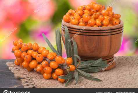 How to collect sea-buckthorn