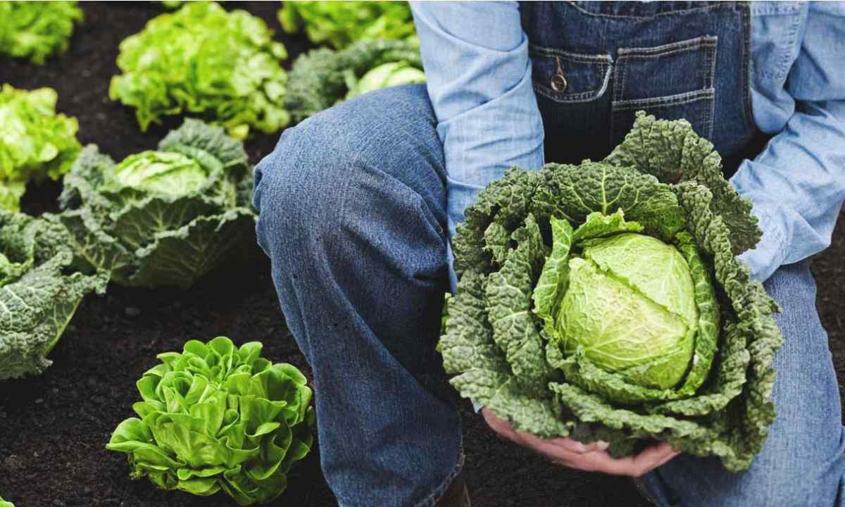 How to look after cabbage in June