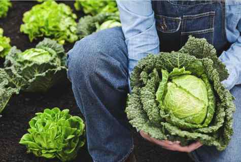 How to look after cabbage in June