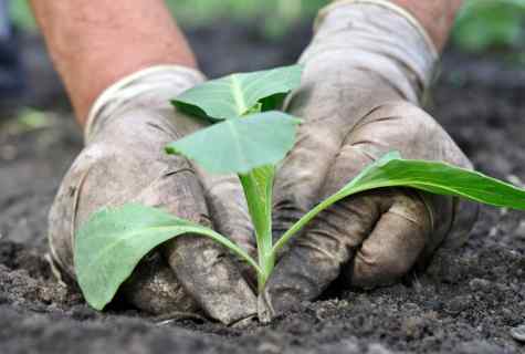 When to sow cabbage seeds on seedling