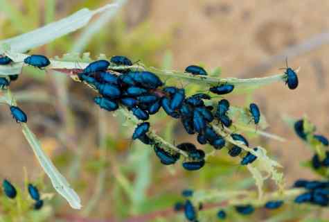 How to get rid of cruciferous flea beetle
