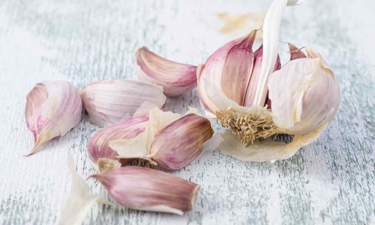How to grow up summer garlic