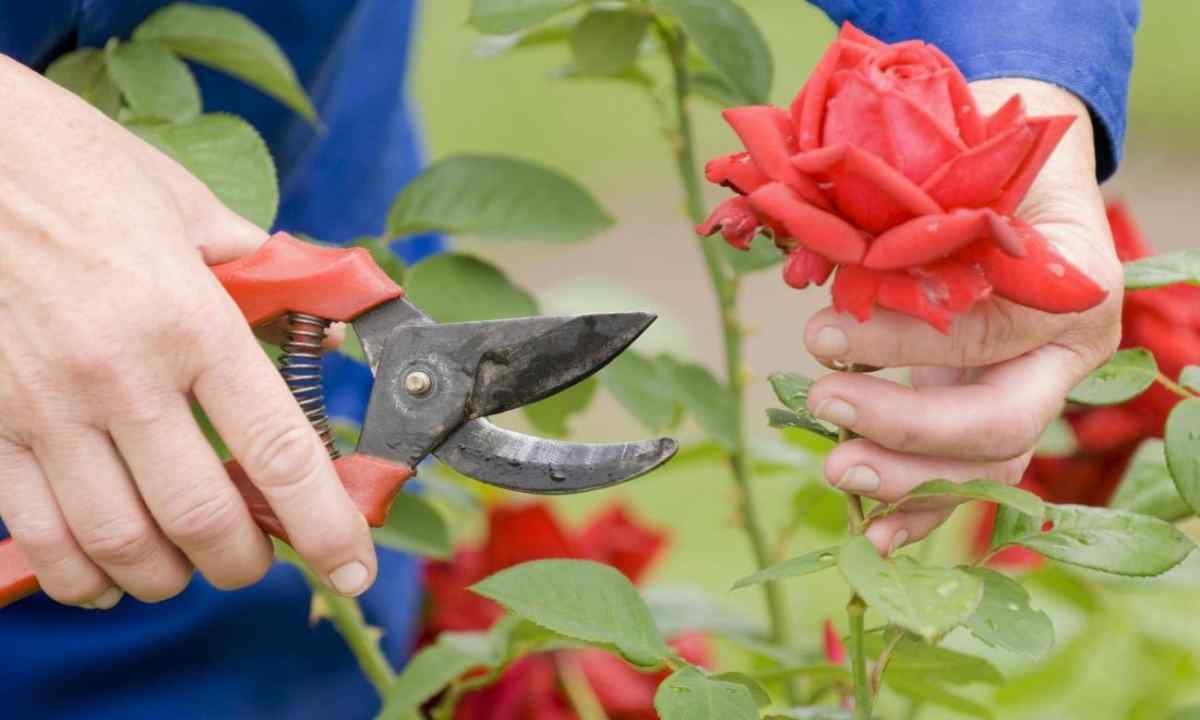 How to grow up rose from cut flower