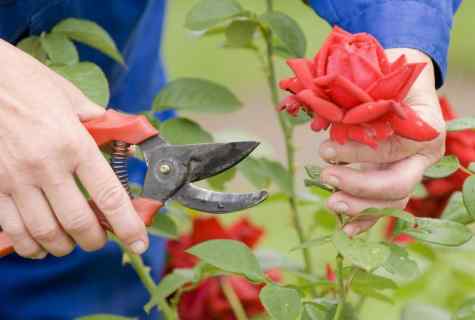 How to grow up rose from cut flower