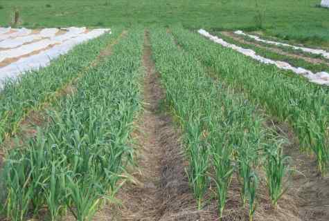 How to organize cultivation of garlic