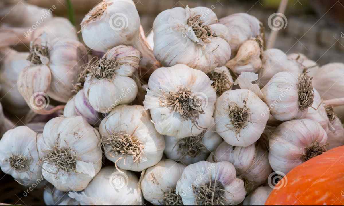 How to dry garlic after excavation