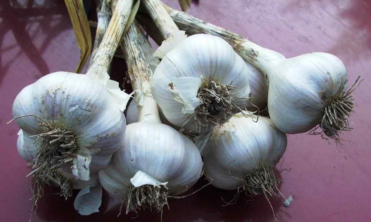 How to grow up large garlic