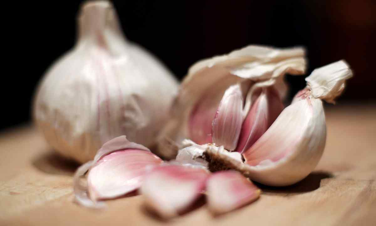 How to grow up garlic
