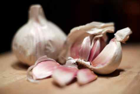 How to grow up garlic