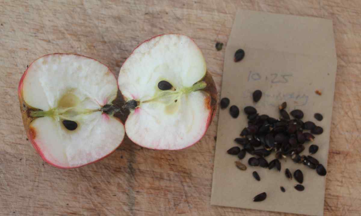 How to grow up apple-tree from sunflower seed