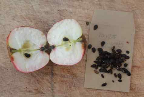 How to grow up apple-tree from sunflower seed