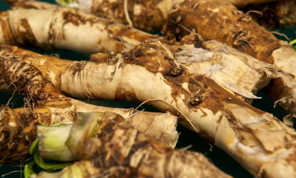 How to remove horse-radish from kitchen garden